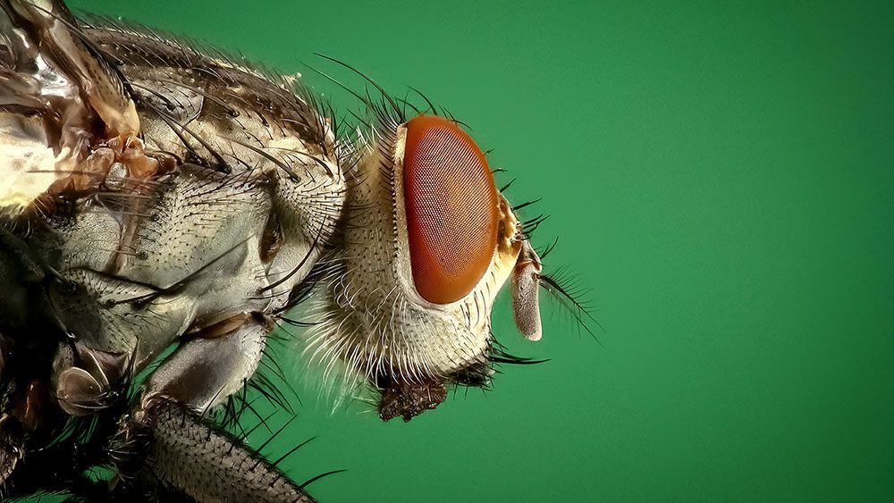 Qué es el focus stacking