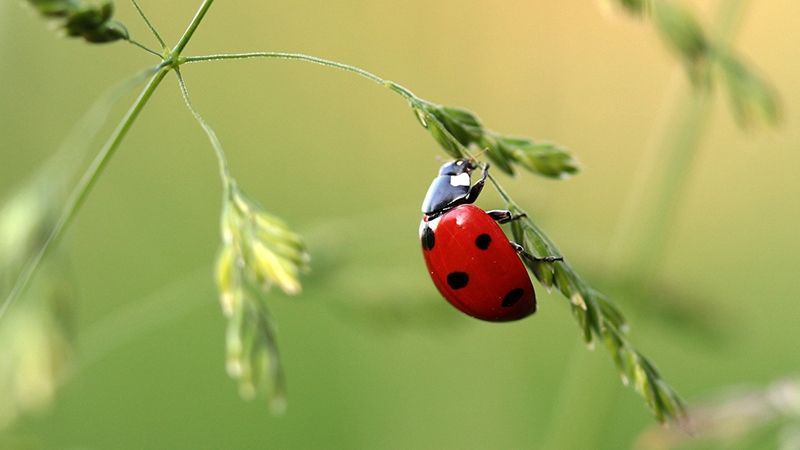 Guía de iniciación a la macrofotografía